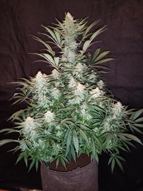 Sugar Black Rose. Week 13 - Blüte Tag 42