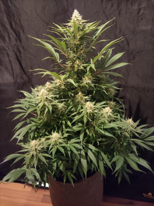 Sugar Black Rose. Week 13