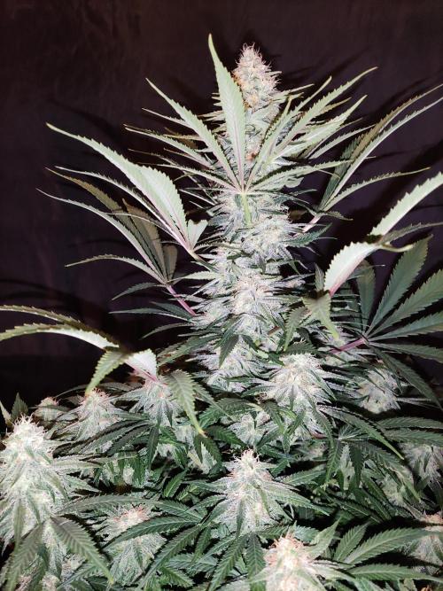 Sugar Black Rose. Week 13