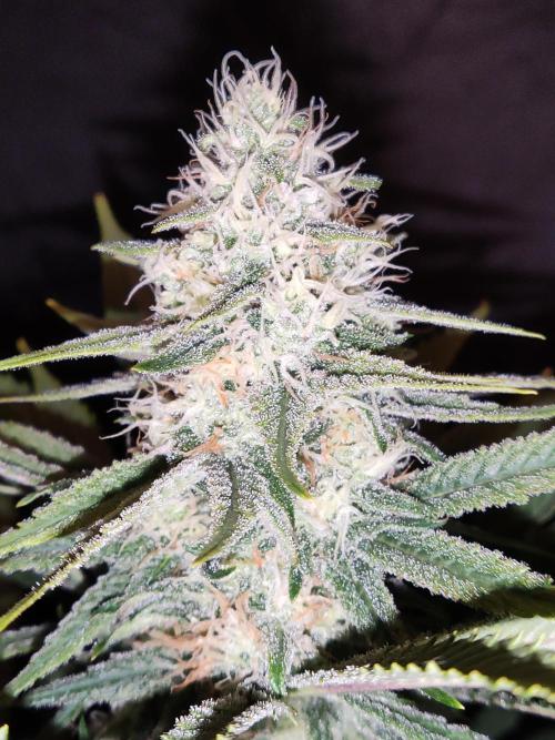 Sugar Black Rose. Week 13