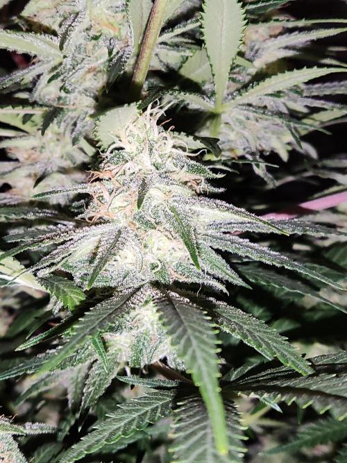 Sugar Black Rose. Week 13