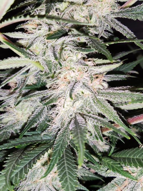 Sugar Black Rose. Week 13