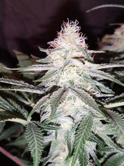 Sugar Black Rose. Week 13