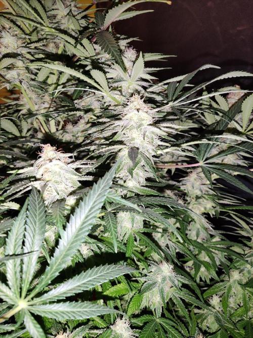 Sugar Black Rose. Week 13