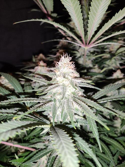 Sugar Black Rose. Week 13