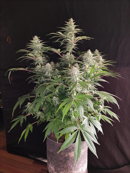 Brain Damage. Week 13 - Blüte Tag 42