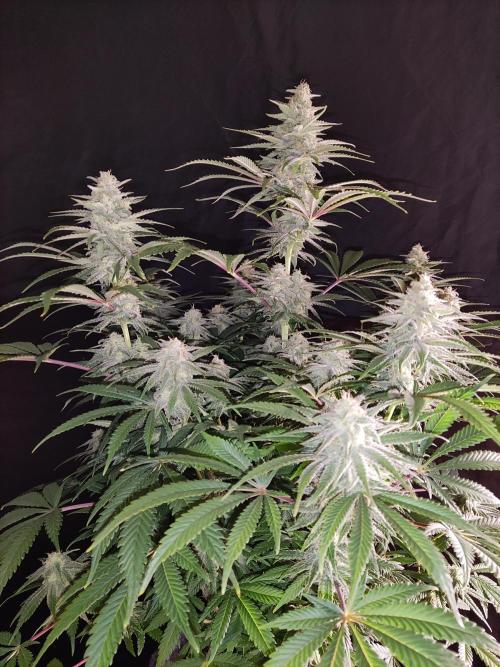 Brain Damage. Week 13