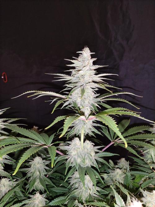 Brain Damage. Week 13