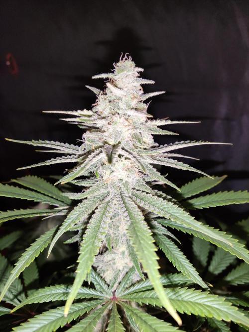 Brain Damage. Week 13