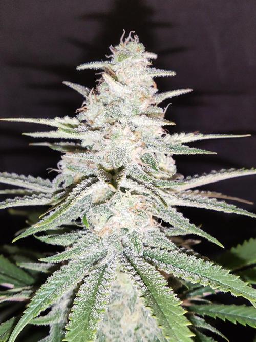 Brain Damage. Week 13