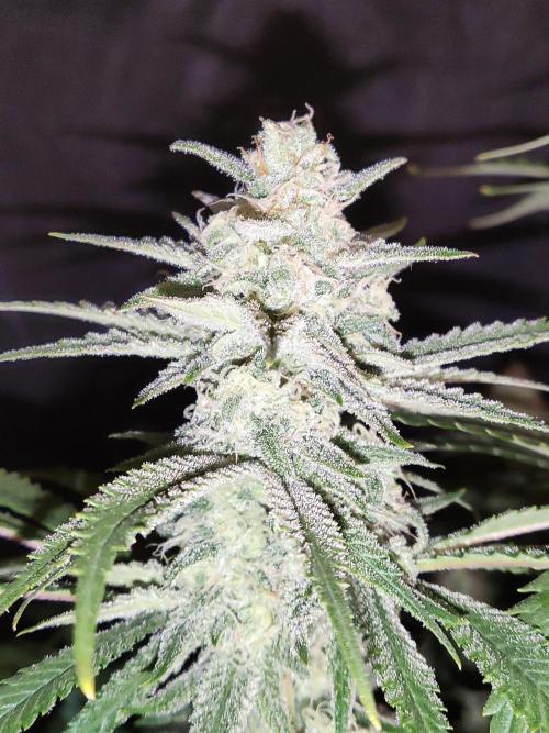 Brain Damage. Week 13