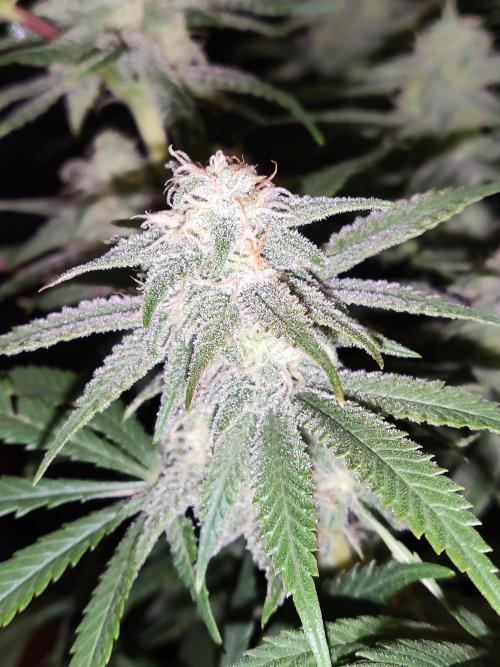 Brain Damage. Week 13