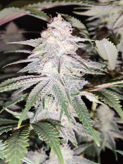 Brain Damage. Week 13