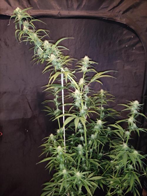 Strawberry Cough. Week 9 - Blüte Tag 42