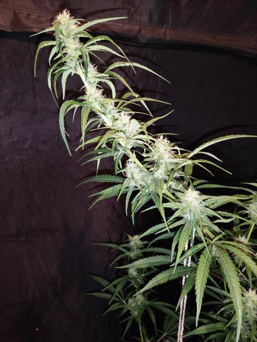 Strawberry Cough. Week 9