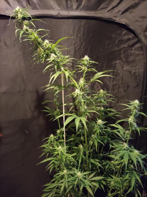 Strawberry Cough. Week 9