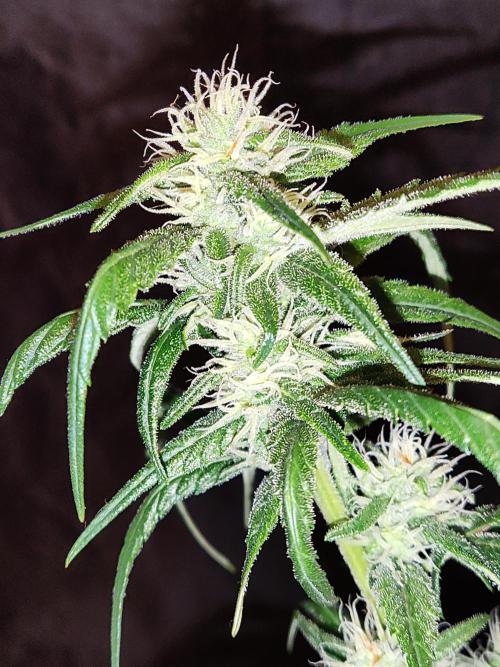 Strawberry Cough. Week 9