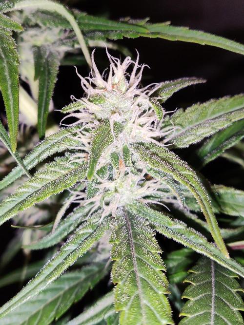 Strawberry Cough. Week 9