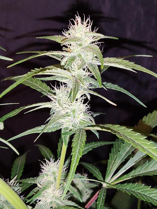 Strawberry Cough. Week 9