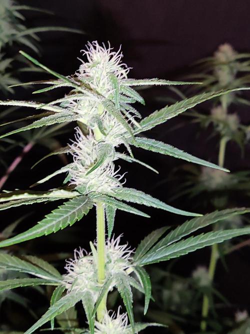 Strawberry Cough. Week 9