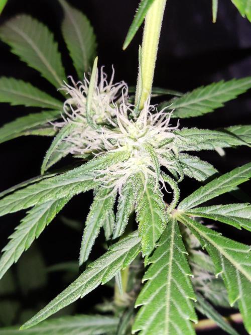 Strawberry Cough. Week 9