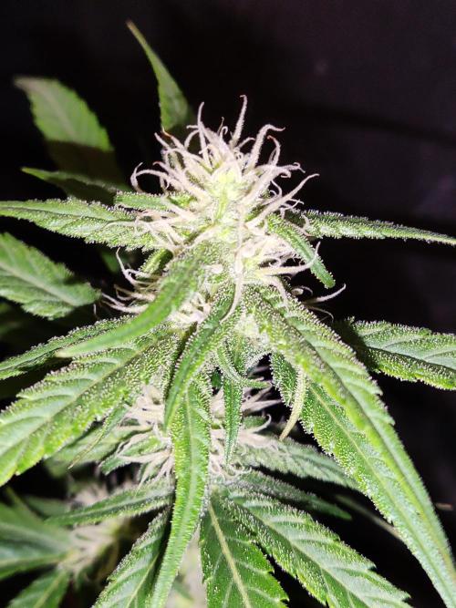 Strawberry Cough. Week 9