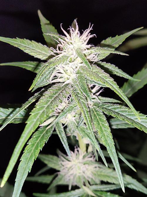 Strawberry Cough. Week 9