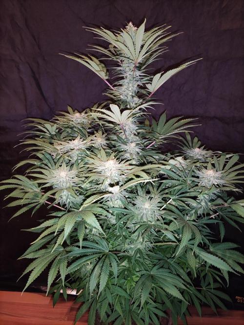 White Widow  X  The Ultimate. Week 13 - Blüte Tag 42
