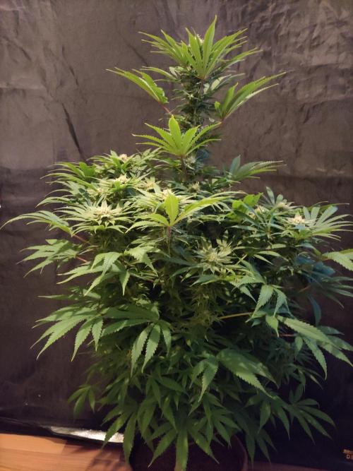 White Widow  X  The Ultimate. Week 13