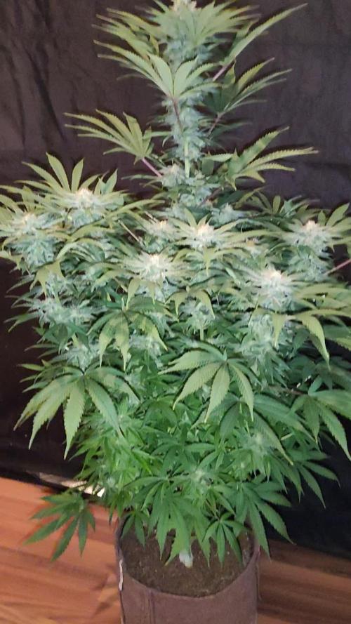 White Widow X The Ultimate