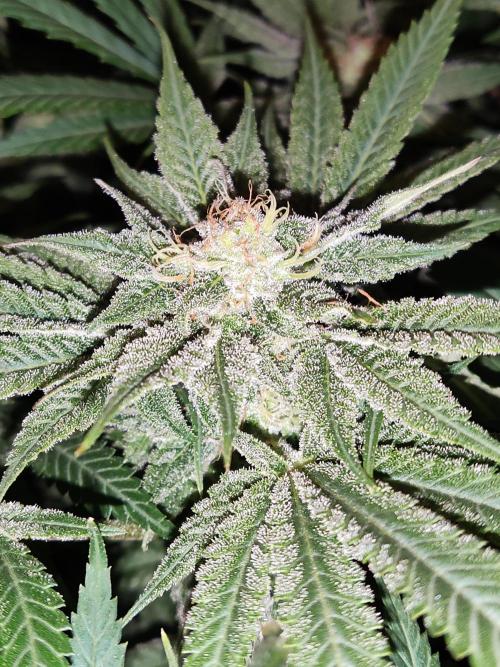 White Widow  X  The Ultimate. Week 13