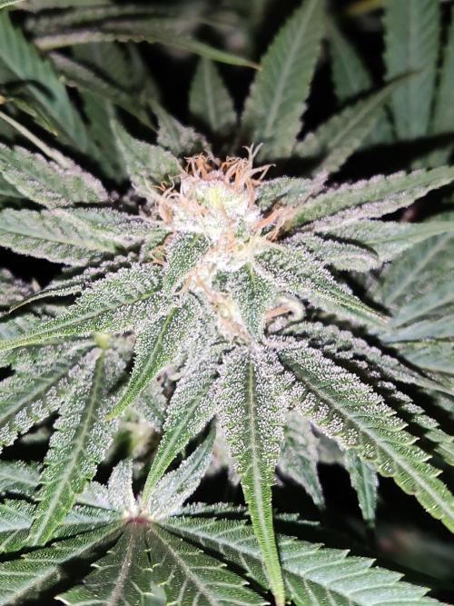 White Widow  X  The Ultimate. Week 13