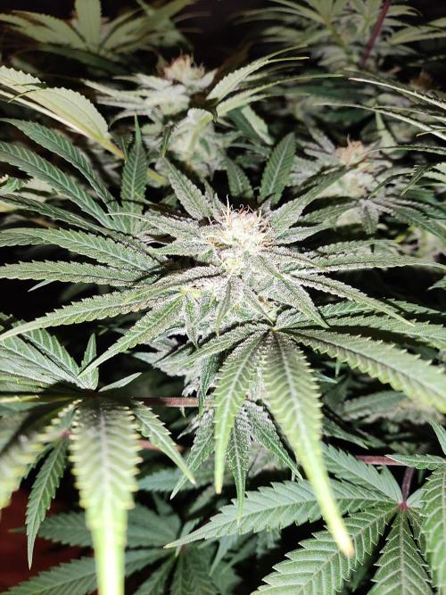 White Widow  X  The Ultimate. Week 13