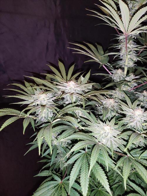 White Widow  X  The Ultimate. Week 13