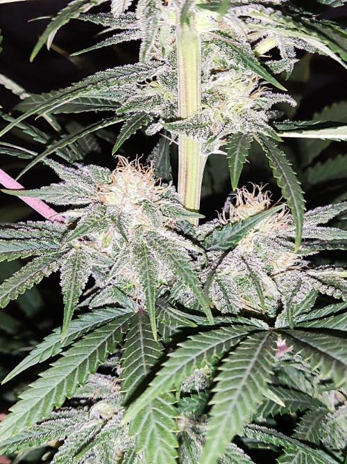 White Widow  X  The Ultimate. Week 13