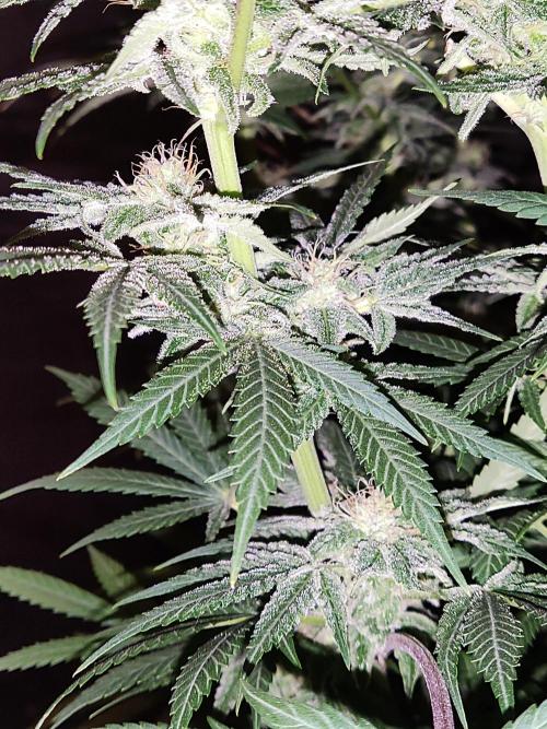 White Widow  X  The Ultimate. Week 13