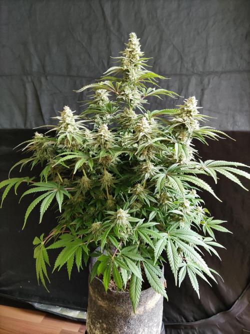 Brain Damage. Week 14 - Blüte Tag 49