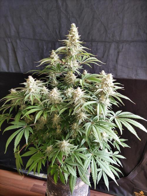 Brain Damage. Week 14