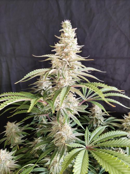 Brain Damage. Week 14