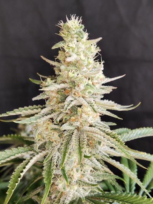 Brain Damage. Week 14