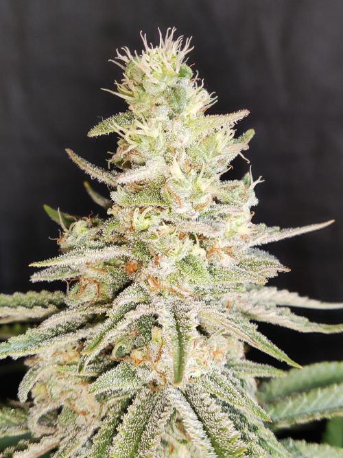 Brain Damage. Week 14