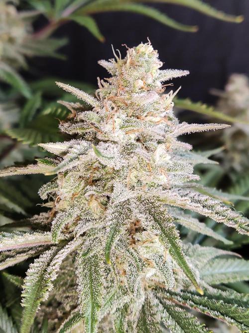 Brain Damage. Week 14