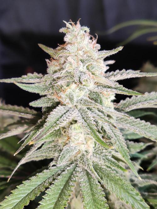 Brain Damage. Week 14