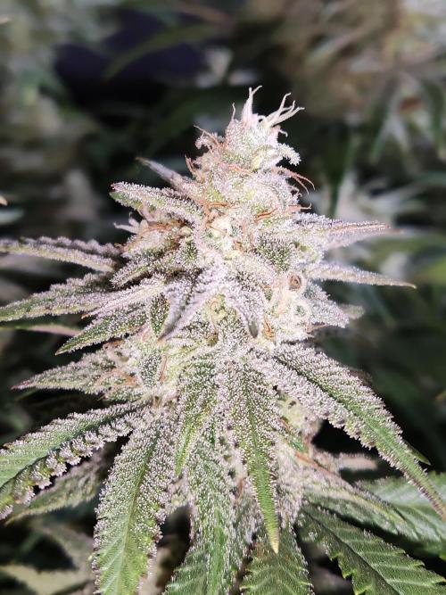 Brain Damage. Week 14