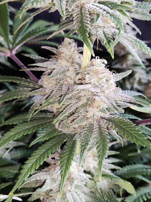 Brain Damage. Week 14