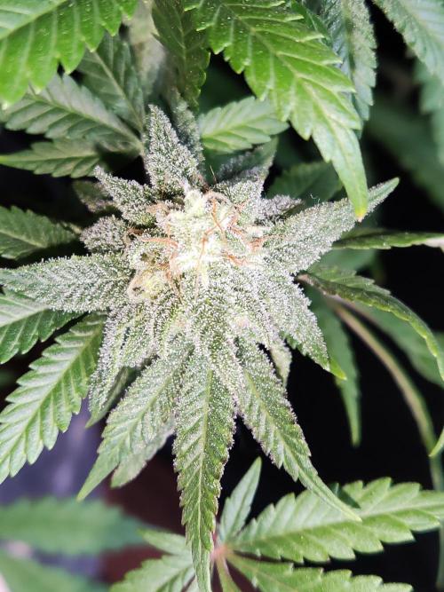 Brain Damage. Week 14