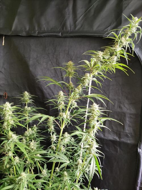 Strawberry Cough. Week 10 - Blüte Tag 49