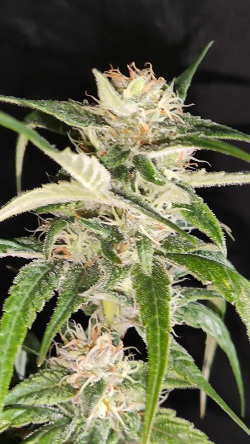 Strawberry Cough
