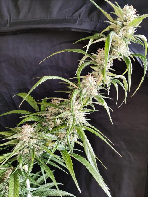 Strawberry Cough. Week 10