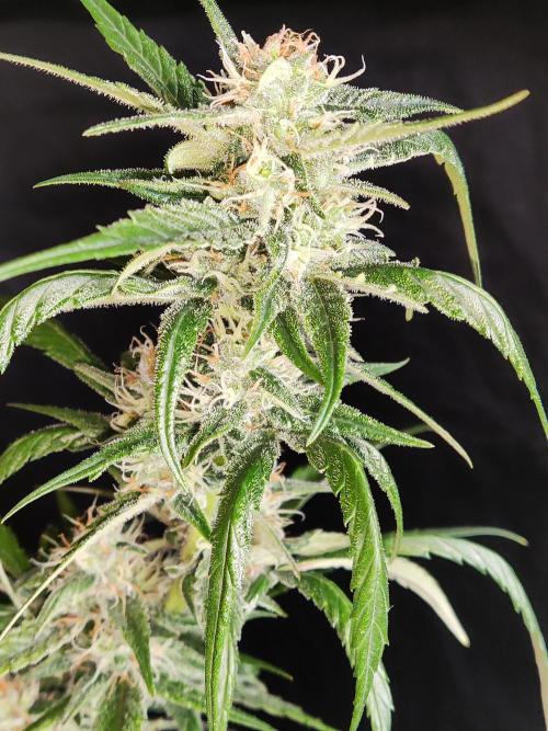 Strawberry Cough. Week 10